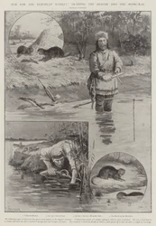 Fur for the European Market, trapping the Beaver and the Musk-Rat